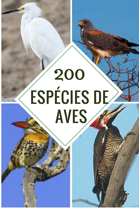 Estado das aves da Caatinga é avaliado - ((o))eco